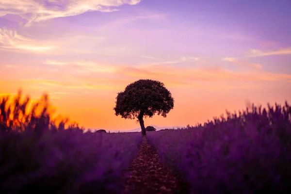 Sunset Lavender Field Natural Landscape Purple Flowers Brihuega Guadalajara Spain — Fotografia de Stock