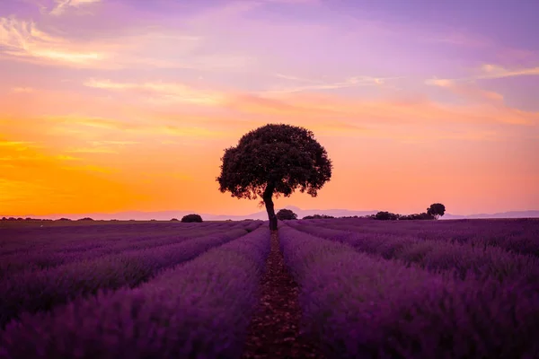 Sunset Lavender Field Natural Landscape Brihuega Guadalajara Spain — Fotografia de Stock