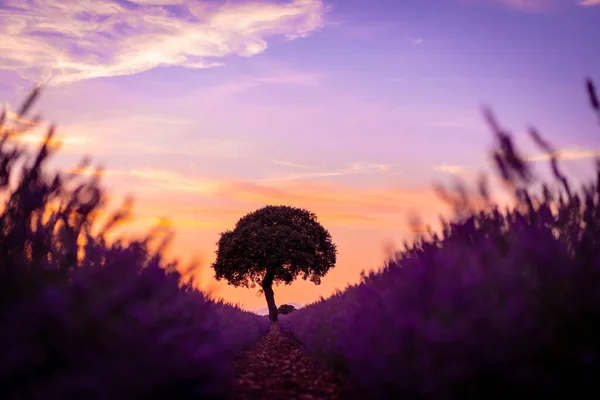 Sunset Lavender Field Natural Landscape Purple Flowers Brihuega Guadalajara Spain — Fotografia de Stock