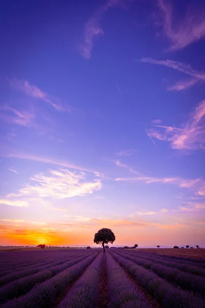 Sunset Lavender Field Copy Space Natural Landscape Brihuega Guadalajara Spain — Fotografia de Stock