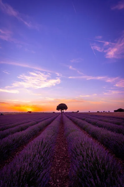 Sunset Lavender Field Blooming Flowers Natural Landscape Brihuega Guadalajara Spain — Fotografia de Stock