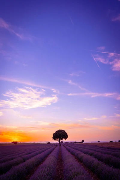 Sunset Lavender Field Copy Space Natural Landscape Brihuega Guadalajara Spain — Fotografia de Stock