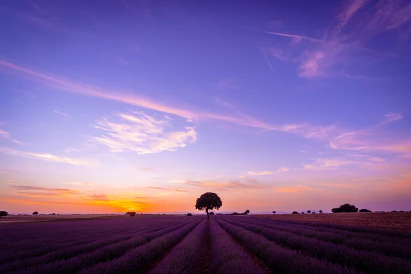 Beautiful Sunset Lavender Field Summer Natural Landscape Brihuega Guadalajara Spain — Fotografia de Stock