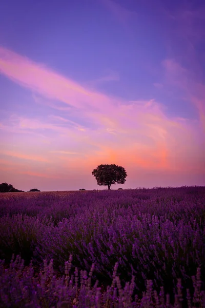 Sunset Lavender Field Purple Sky Natural Landscape Brihuega Guadalajara Spain — Fotografia de Stock