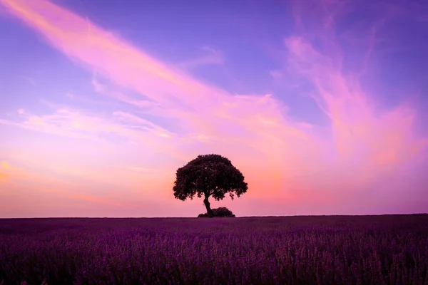 A tree at sunset in a lavender field with a purple sky, natural landscape, Brihuega. Guadalajara