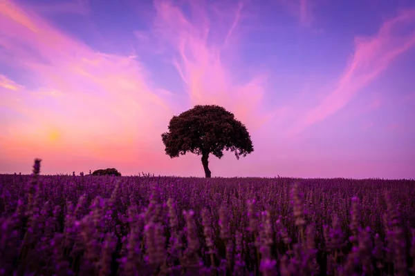 Silhouette of a tree at sunset in a lavender field, with a purple sky, Brihuega. Guadalajara
