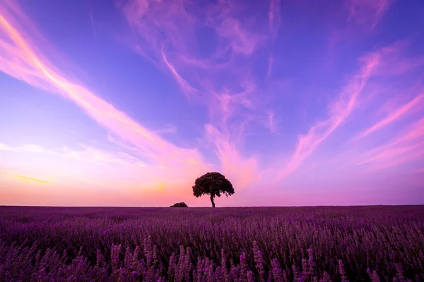 Silhouette Tree Sunset Lavender Field Natural Landscape Brihuega Guadalajara — Fotografia de Stock