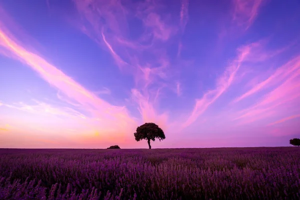 Silhouette Tree Sunset Lavender Field Natural Landscape Brihuega Guadalajara — Fotografia de Stock