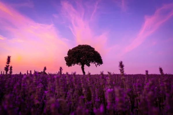 Silhouette Tree Sunset Lavender Field Brihuega Guadalajara — Fotografia de Stock