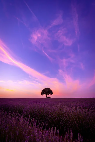 A tree at sunset in a lavender field with a purple sky, natural landscape, Brihuega. Guadalajara