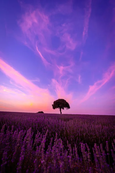 Silhouette Tree Sunset Lavender Field Brihuega Guadalajara Beautiful Sky — Fotografia de Stock
