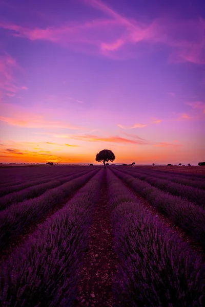 Purple Orange Sky Sunset Lavender Field Summer Brihuega Guadalajara — Fotografia de Stock