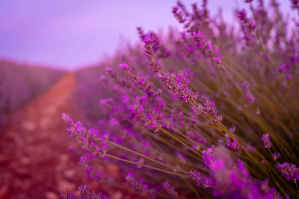 Blooming Purple Flowers Lavender Field Sunset — 스톡 사진