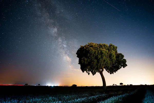 Tree Lavender Field Summer Milky Way Starry Sky — Fotografia de Stock