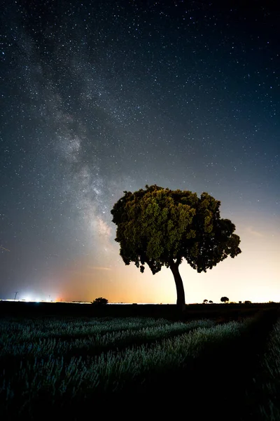 Tree Lavender Field Summer Milky Way Starry Sky — Fotografia de Stock