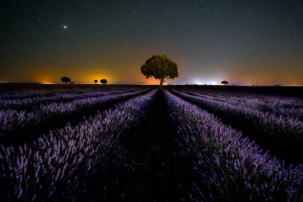 Milky Way Star Sky Summer Lavender Field Brihuega Guadalajara —  Fotos de Stock