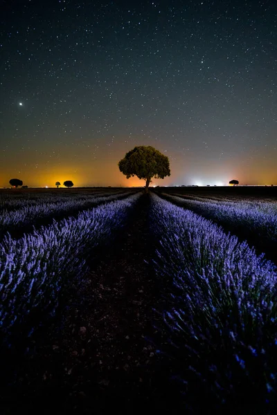 Milky Way Star Sky Summer Lavender Field Brihuega Guadalajara — Fotografia de Stock