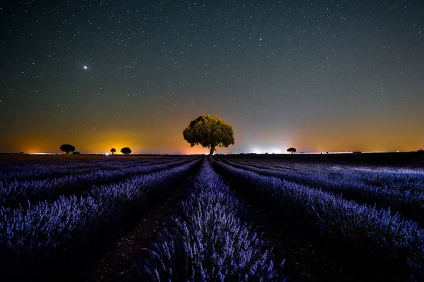 Milky Way Landscape Star Sky Summer Lavender Field Brihuega Guadalajara — Fotografia de Stock