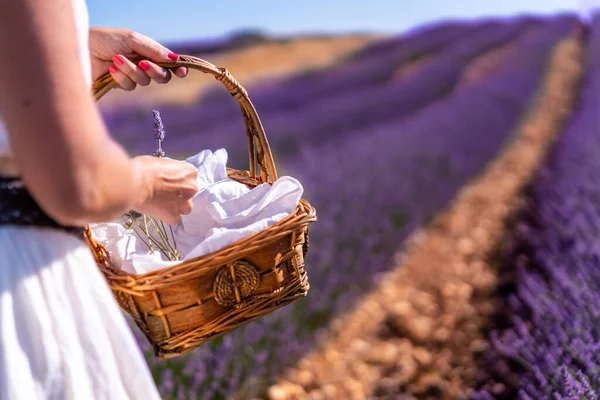 Woman Hand Picking Lavender Lavender Field Purple Flowers Basket Lifestyle — Fotografia de Stock