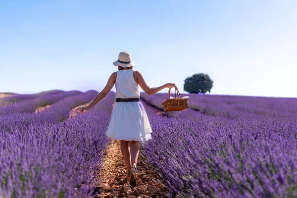 Woman Summer Lavender Field Hat Picking Flowers Rural Lifestyle — Stock Fotó