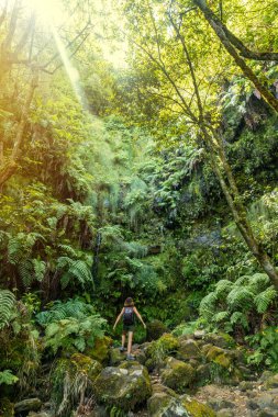 Great green natural vegetation of the Levada do Caldeirao Verde trail, Queimadas, Madeira