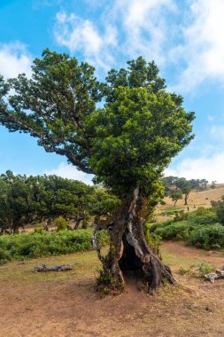 Fanal forest Madeira, beautiful laurel tree with a hole in the middle. Portugal
