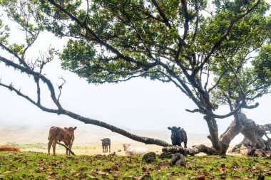 Fanal forest with fog in Madeira, ancient laurel trees, calves and cows next to trees