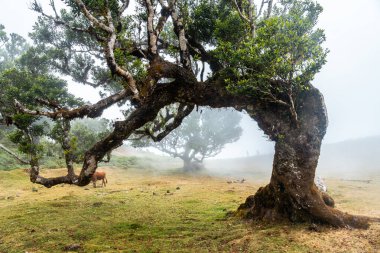 Fanal forest with fog in Madeira, forms of laurel trees in the summer morning
