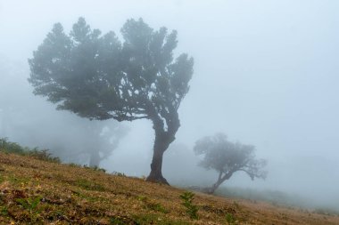 Fanal forest with fog in Madeira, laurel trees in the morning with a lot of fog, mystical, mysterious