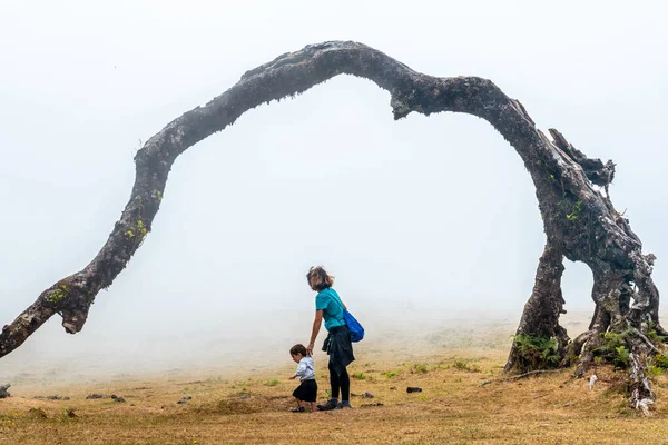 Fanal Forest Fog Madeira Thousand Year Old Laurel Trees Mother — Zdjęcie stockowe