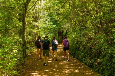 Walking in summer on the Levada do Caldeirao Verde trail, Queimadas, Madeira