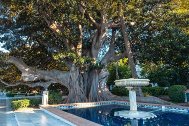 Clara Campoamor Gardens ve Cadiz şehrinin Centennial Ficus 'u. Endülüs