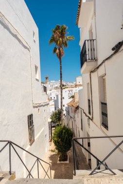 Beyaz saraylar arasında bir palmiye ağacı Vejer de la Frontera, Cadiz. Endülüs
