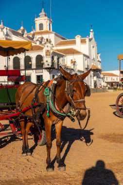 Rocio Tapınağı 'ndaki Rocio festivalinde kahverengi bir atla at arabası. Huelva. Endülüs