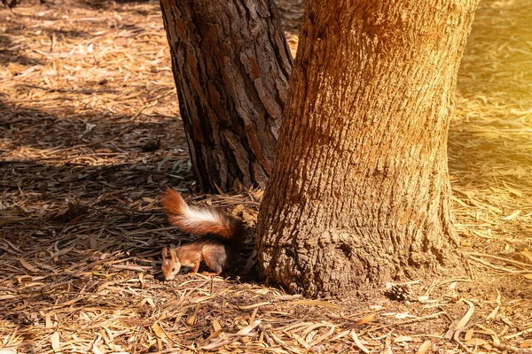 Squirrel Sunset Tree Lagunas Mata Natural Park Torrevieja Alicante — Stock Photo, Image