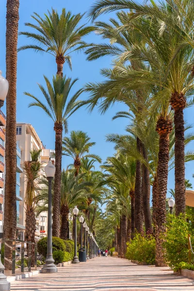Alicante şehri. Sahilde palmiye ağaçları arasında yürü