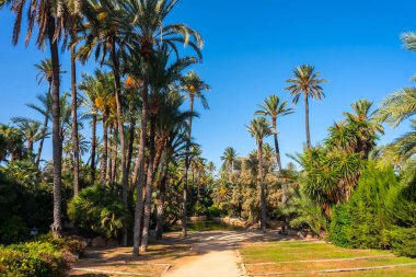 Alicante şehrindeki El Palmeral parkında güzel bir patika.
