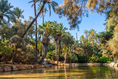 Alicante şehrindeki El Palmeral parkında güzel bir gölet.