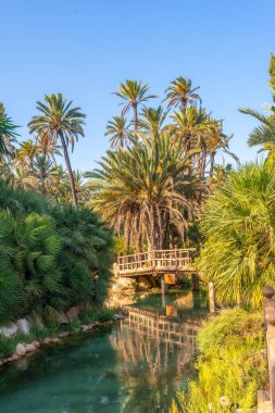 Alicante şehrindeki El Palmeral parkındaki palmiye ağaçlarının manzarası
