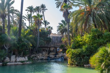Alicante şehrindeki El Palmeral parkında palmiye ağaçları, göletler ve göller manzarası