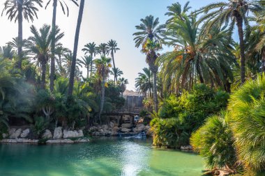 Alicante şehrindeki El Palmeral parkında palmiye ağaçları, göletler ve göller manzarası