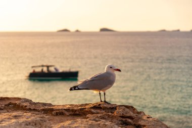 İbiza adasındaki Cala Comte plajında gün batımında bir martı. Balearic
