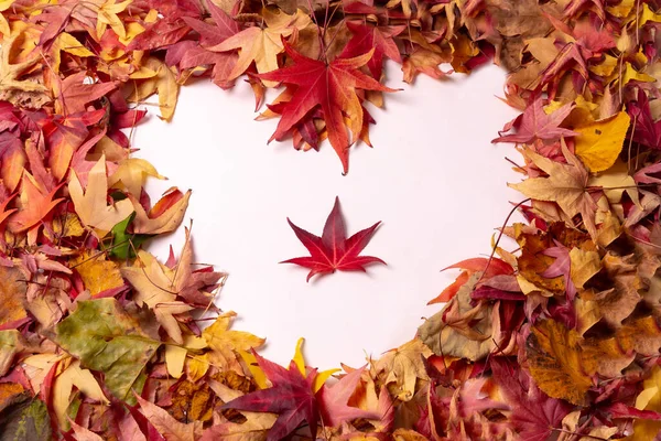 Jesienne Tło Serce Jesiennymi Kolorowymi Liśćmi Odizolowane Białym Tle Jednym — Zdjęcie stockowe