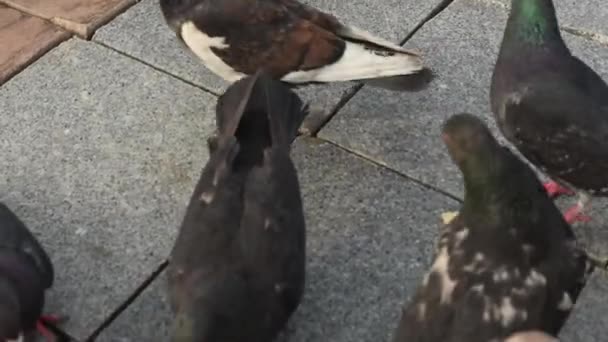 Kaldırımda ekmek yiyen güvercinler seçici bir dikkatle yaklaşır. — Stok video