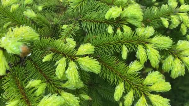 Green paws of the fir tree close up with selective focus — Vídeo de Stock