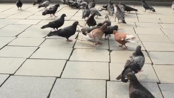 Pigeons eating bread on the pavement close up with selective focus — Vídeo de stock