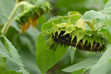 Green sunflower close up. Selective focus. Beauty of nature, summer concept