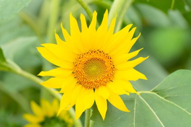 Parlak ayçiçeği yaklaş. Seçici odaklanma. Doğanın güzelliği, yaz konsepti