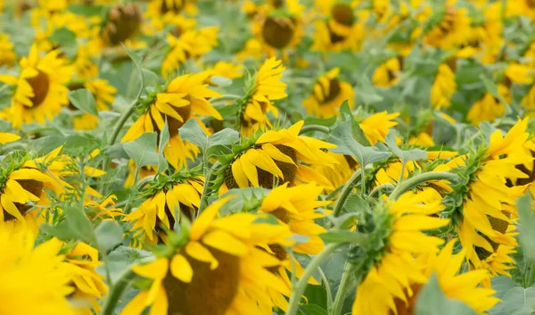 Defocused field of bright sunflowers close up. Beauty of nature, summer concept. Selective focus — Fotografia de Stock