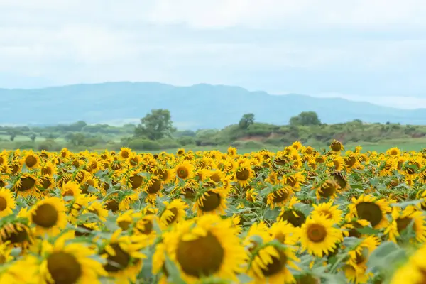 Defocused field of bright sunflowers on sunny day. Beauty of nature, summer concept. Selective focus — Stockfoto